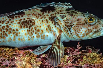 Blue Lingcod